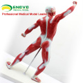 MUSCLE05(12028) Mini Size Male Muscles and Skleton Anatomy Model 12028